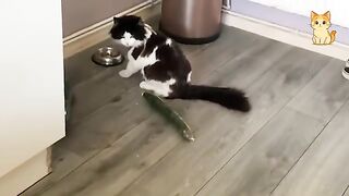 TRY NOT TO LAUGH – FUNNY Cat FAILS Compilation