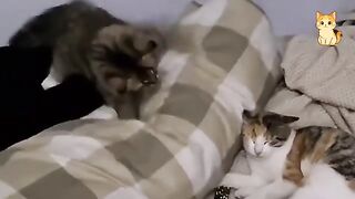 FUNNY CAT MOMENTS Caught on Camera