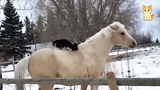 Funny Cat vs Animals 3