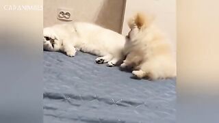 Cats Being Goofy