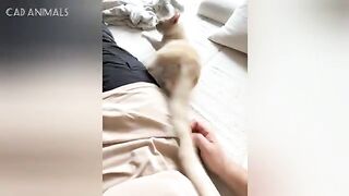 Cats Acting Bonkers