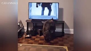 CATS: Weird and Unpredictable 2