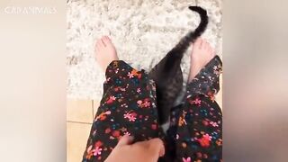 Cats Gone Weird