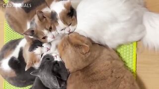 Cats Acting Unhinged