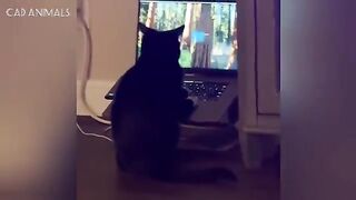 Cats Gone Bonkers