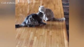 Cats Acting Suspicious