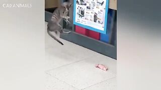 Cats Gone Crazy 2