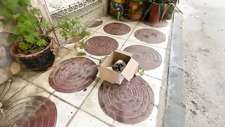 Extremely cute cats and kittens; I fed and played with them all.