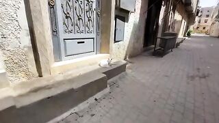 A very friendly white cat enjoying the delicious meal it had been waiting for.