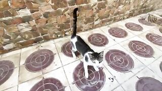 The cute cat returned after a long absence, dancing with joy to see us.