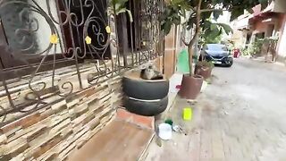 The cat was alone; but when I brought the box of food, all the neighborhood cats gathered around.