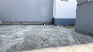 Stray cats gathered around us to get their share of the delicious food