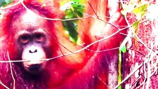 The wild ones are beautiful in the forest #wildlife #animals
