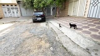 We visited Mama the Cat and her ten kittens, and they are all in good health.