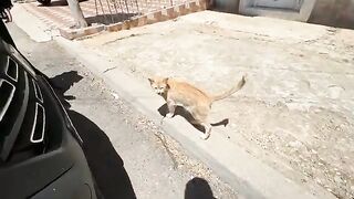 The stray ginger cat is the first cat to greet us when we turn off the car engine.