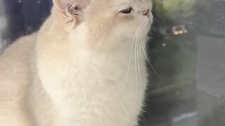 Cat sad 4