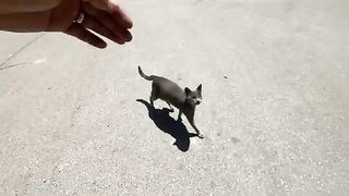 Very cute stray cats came to me asking for delicious food.