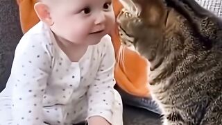 Kucing 33