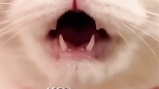 Kucing 35