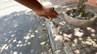 The stray cat is extremely jealous and refuses to allow any other cat to approach us.