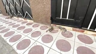 Adorable stray cats asking for love and delicious food.