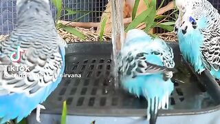 Cute Parrot Shower