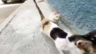Very cute stray cats who give us love and delicious food