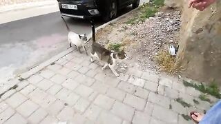 Two cute cats give us love, and in turn I give them food and water.