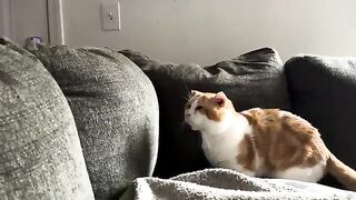 Weighted blanket