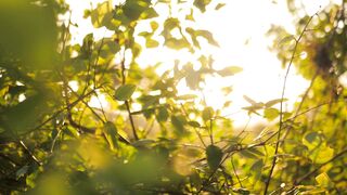 nature 45