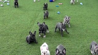 Optionen für Adoption und Tierrettung in Deutschland