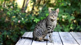 Animal - id | Trending HD Video 2