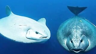 Titanic Sunfish vs Mega Ocean Sunfish