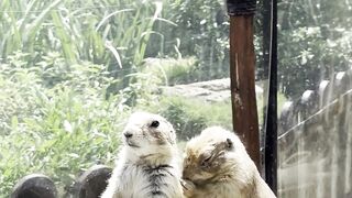 Animal Planet DVB - playful prairie dogs interacting at zoo | Trending HD Video