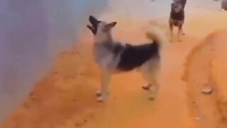 being chased by a dog