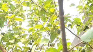 A peaceful view of our village home surrounded by nature. Simple village life at its best! ????????????