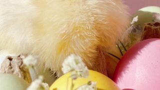 Baby Toys - a live chick besides a tray of easter eggs | Trending HD Video