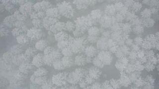 Winterhalter - aerial view of snow covered forest canopy | Trending HD Video