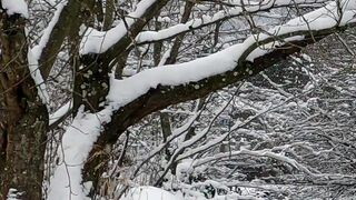 Winterhalter - snowfall around river and trees in winter | Trending HD Video