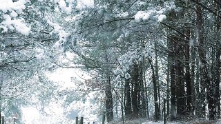 Winterhalter - lonely walk through snowy winter forest | Trending HD Video