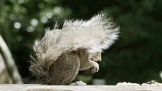 Funnyfuzzy - a squirrel eating food on a wooden table | Trending HD Video