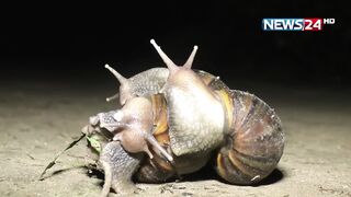 রহস্যময় শামুক আ’ত’ঙ্ক, রাতে ঘর থেকে বের হচ্ছে না কেউ!