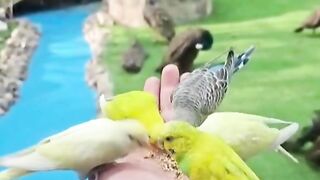 Birds home