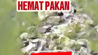 Mau air kolam hijau dan banyak pakan alami serta hemat pakan❗Terapkan trik ini