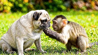 animal video 6