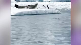 Kocak Abis! Niat Hati Mau Santuy, Rombongan Penguin Auto Putar Balik Gara-Gara Ada 'Preman' Kutub Rebahan!