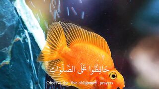 Quran 411