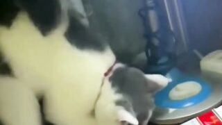 Funniest Animals Moment Compilation