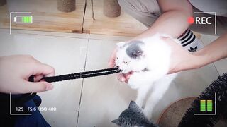 Newborn Kittens - Baby Cats OMG They are so Cute | Viral Cat