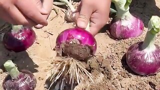 Onion agriculture